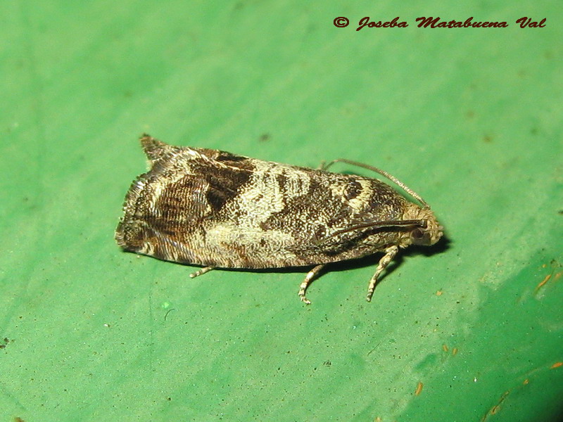 Tortricidae da ID - Cydia splendana e Cydia fagiglandana